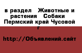  в раздел : Животные и растения » Собаки . Пермский край,Чусовой г.